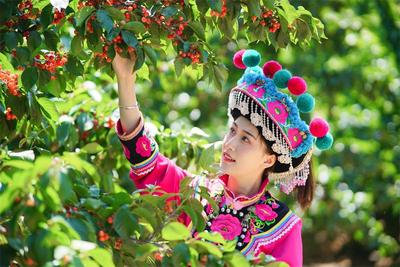 州庆·遇见楚雄 | 四月樱桃红，采摘攻略看这里！