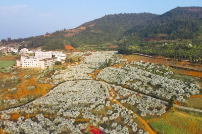 文山，梨花绽放成“海”，热闹了春天