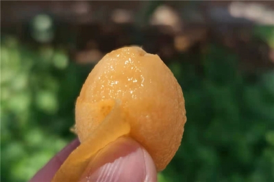 文山州庆果子多！采枇杷 摘蓝莓 摇桑葚…