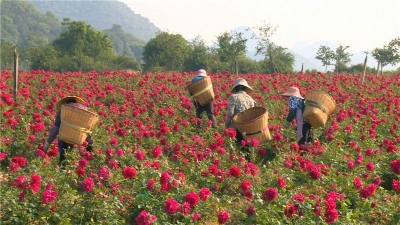 普者黑：千亩玫瑰盛放，花农采花正忙