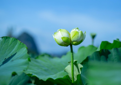 已发现7株，普者黑并蒂莲“莲莲不断” 