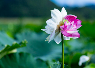 已发现7株，普者黑并蒂莲“莲莲不断” 