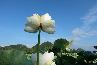 并蒂莲莲，普者黑情人桥湖又见并蒂花开