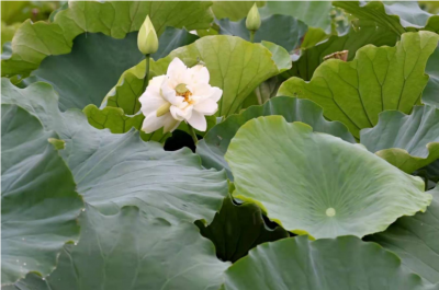 已发现7株，普者黑并蒂莲“莲莲不断” 