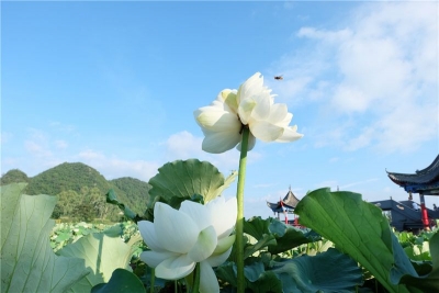 并蒂莲莲，普者黑情人桥湖又见并蒂花开