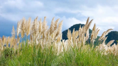 蒹葭苍苍白露为霜 要寻伊人速来文山