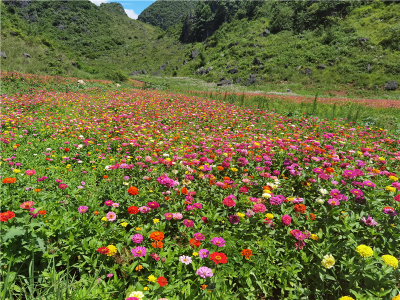 今日寒露 尽享文山诗意深秋