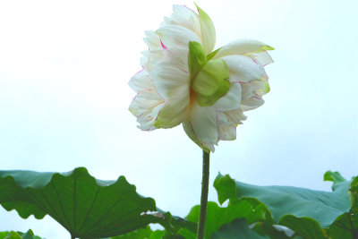 云南普者黑：别有洞天的生物乐园