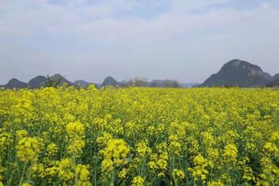立春 缱绻在文山的草木山川间