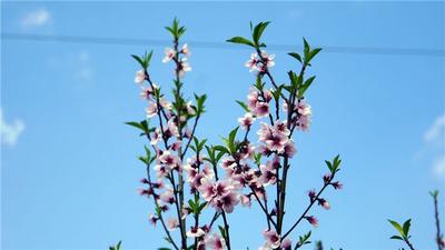 雨水丨觅春寻绿，不负赏花好时节！