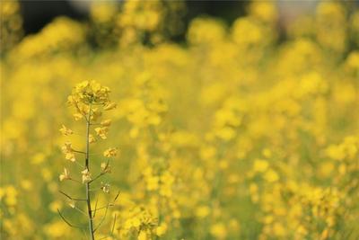 雨水丨觅春寻绿，不负赏花好时节！