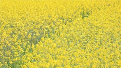 文山三月 人随春好