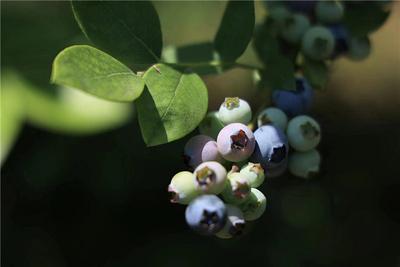 “五一” | 抢“鲜”出发 把假期装进果篮里