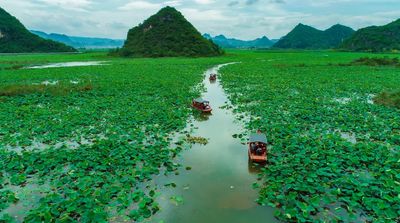 李清照教你玩转普者黑   天鹅湖推新游线