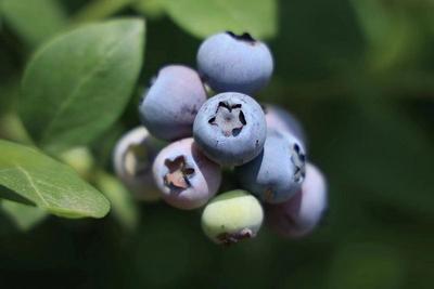 游云南 正当时 | 文山万“粽”风景等你来！