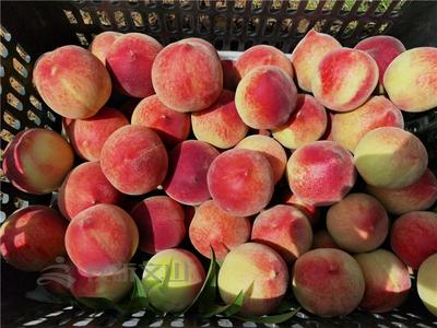 游云南 正当时丨端午游文山，摘鲜果，亲自然