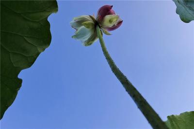 普者黑的并蒂红莲开了 景区祝中高考学子“莲莲”高中！