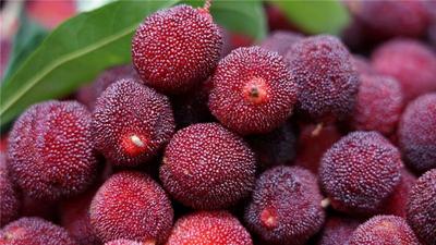 游云南 正当时丨端午游文山，摘鲜果，亲自然