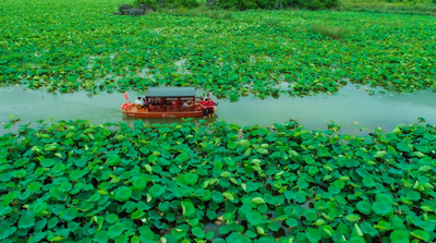 李清照教你玩转普者黑   天鹅湖推新游线