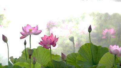  迎盛会 话文旅丨文山 康养旅游就来世界的世外桃源