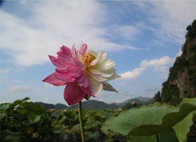 小暑丨走一走文山，享一享清凉