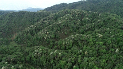 COP15 | 又是被惊艳的一天！云龙县漕涧林场生物多样性大赏