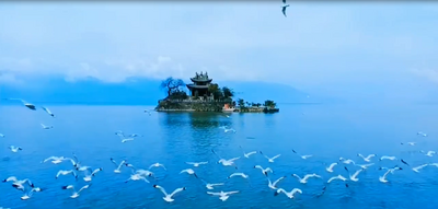 【美丽大理】老朋友回来了