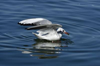 【美丽大理】老朋友回来了