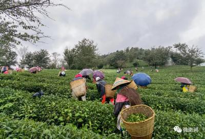 南涧：无量山中采茶忙