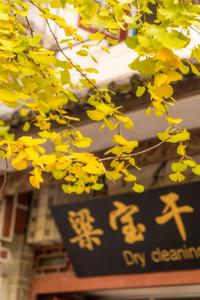 【美丽大理】当银杏将大理染成金黄色……