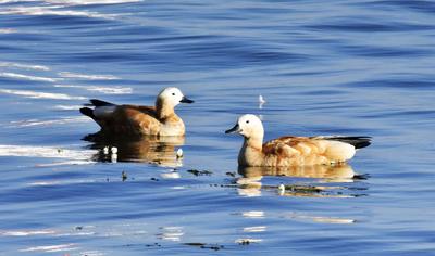 【乡愁大理】大军：大理是我的第二故乡