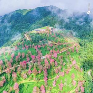 无量山樱花谷最新美图来啦，张张值得收藏