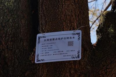 鹤庆西龙潭：“冬日秋景”邀你来打卡