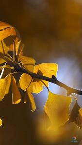 银杏黄时，我在大理，你在哪里？