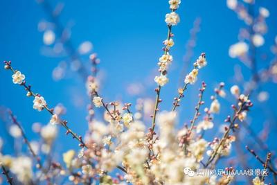 大理雞足山“梅”好時光，虛云寺、祝圣寺是不能錯過的賞梅好去處！