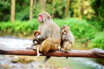 鏡頭前賣萌嬉戲！蒼山西坡首次監(jiān)測到獼猴種群