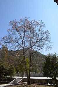 永平宝台木莲 花开正艳！