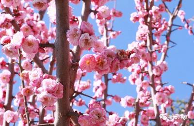 彩云之乡春意闹