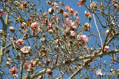 永平宝台木莲 花开正艳！