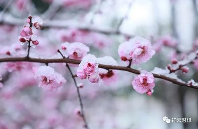 祥云：春雪迎丰年