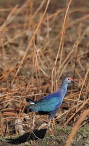 关于鹤庆，春日暖阳下的惊艳