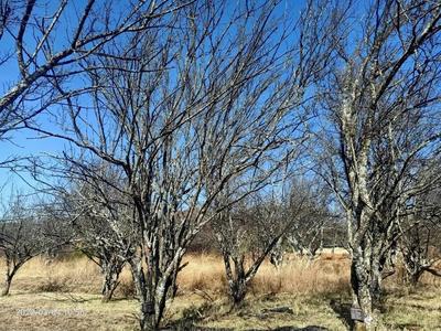 树龄最大500年！祥云发现规模古梅树群