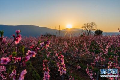 【美麗大理】洱源縣茈碧湖畔 千樹桃花烘日出