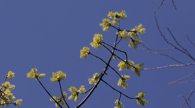 【美丽大理】​首次！植物界“大熊猫”野生漾濞槭开花