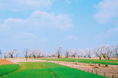 【一月一县市·鹤庆】直播预告！赏六百年古树梨花 寻奇峰美丽乡愁