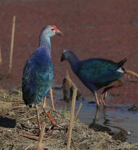 关于鹤庆，春日暖阳下的惊艳