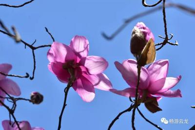 【美丽大理】山花烂漫，云龙这些地方将美得不像话
