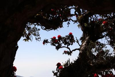 云上赏西坡杜鹃花