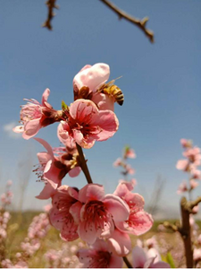 春游 | 小河淌水桃花过 窗外春风梨花香