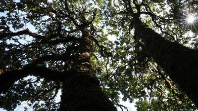 云上赏西坡杜鹃花